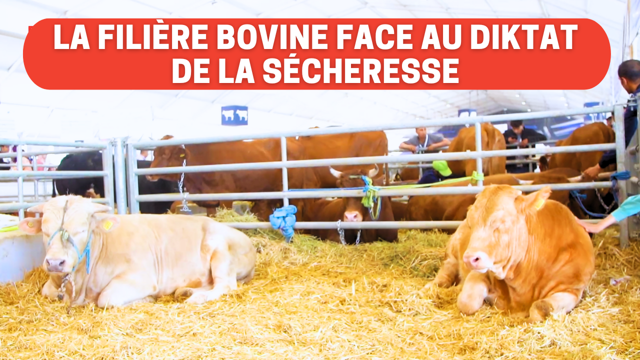 La filière bovine face au diktat de la sécheresse